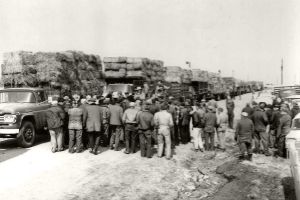 Cowtown Auction Hay