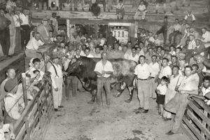 Cowtown Livestock Auction