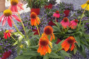 Coneflowers Copy